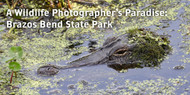  A Wildlife Photographer's Paradise: Brazos Bend State Park